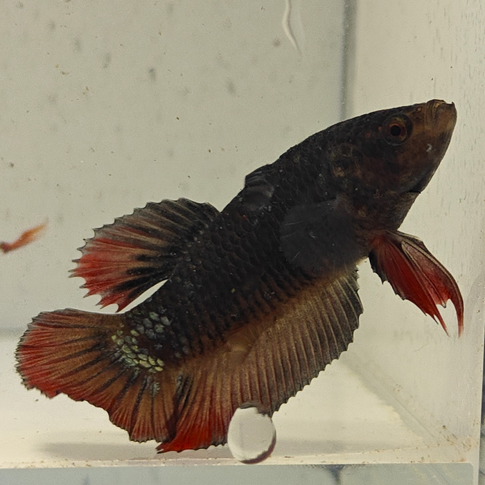 betta splendens man