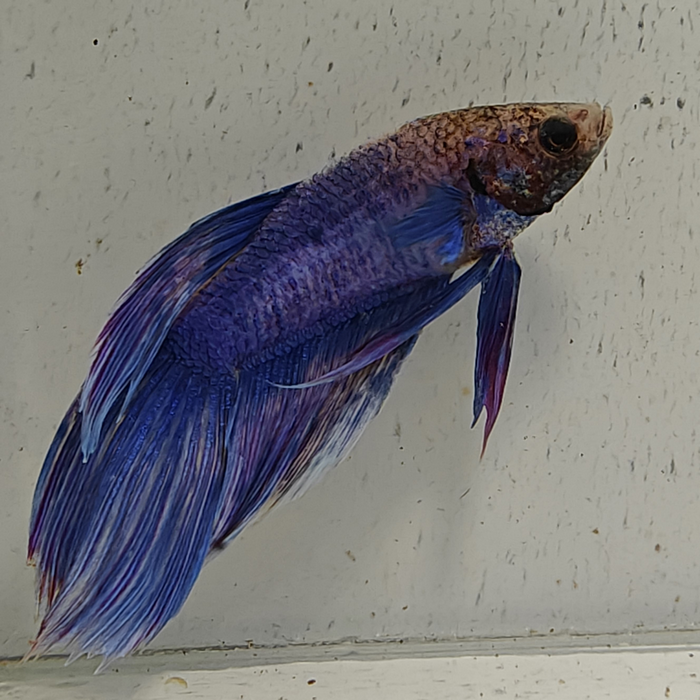 betta splendens man