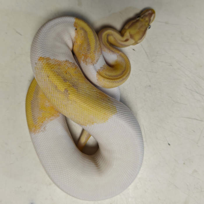 Python regius