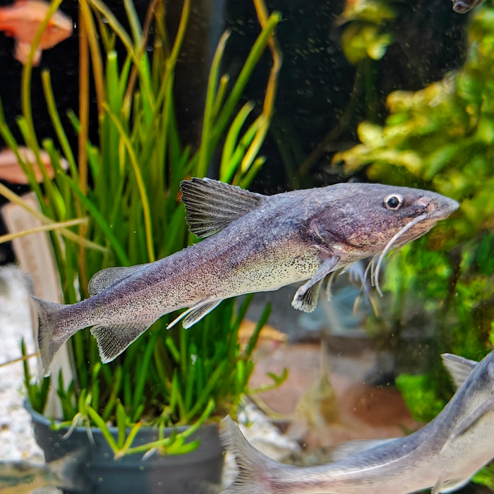 Hemiarius stormii