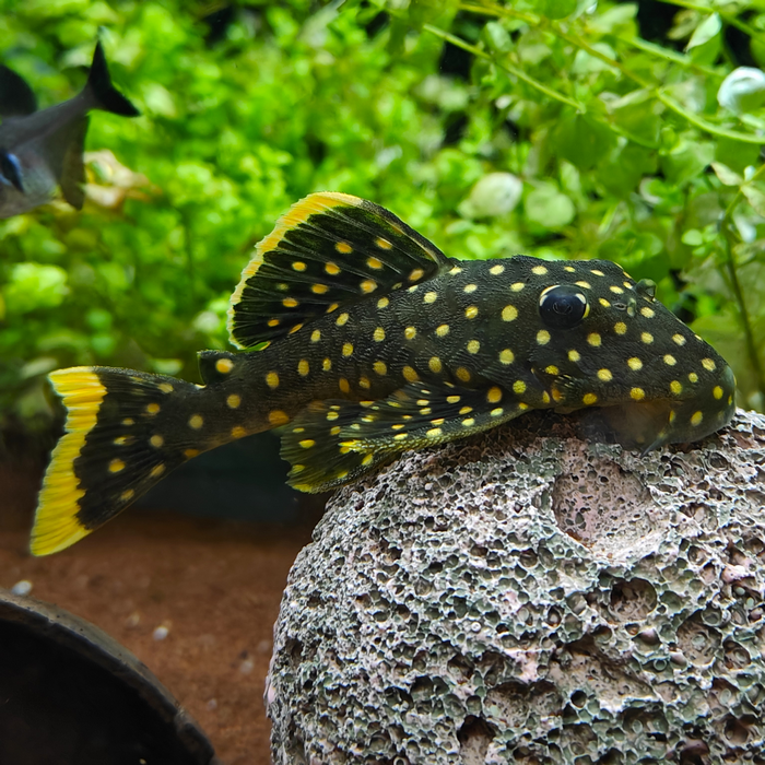 L-018 baryancistrus xanthellus
