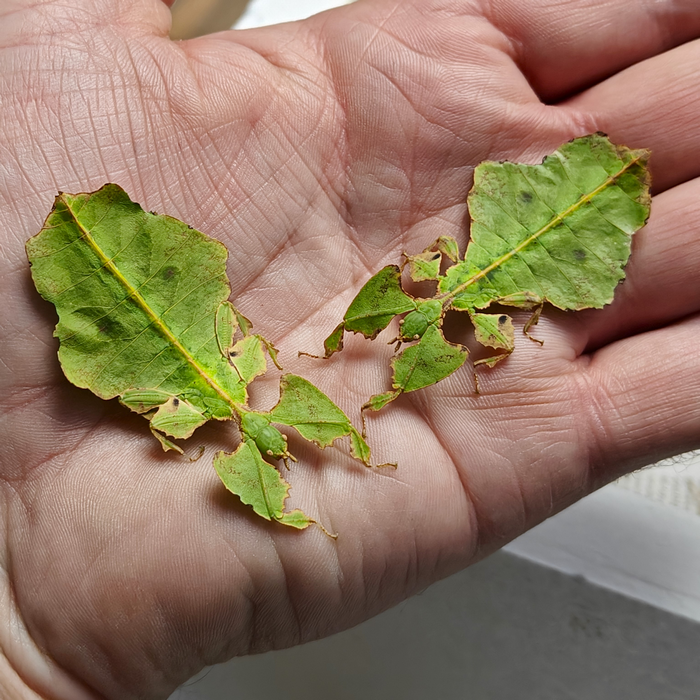 Phyllium giganteum