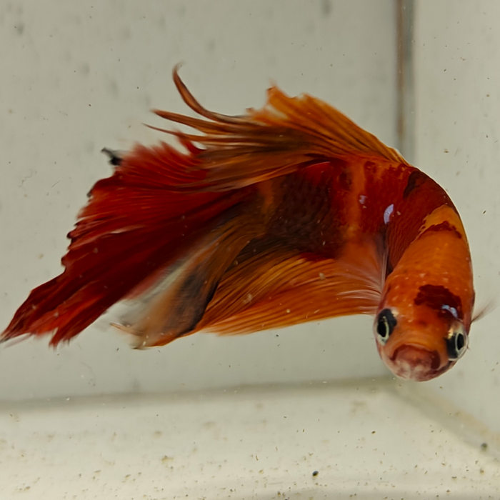 betta splendens man