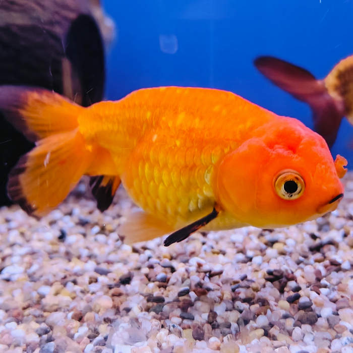 carrasius auratus (ranchu mix)