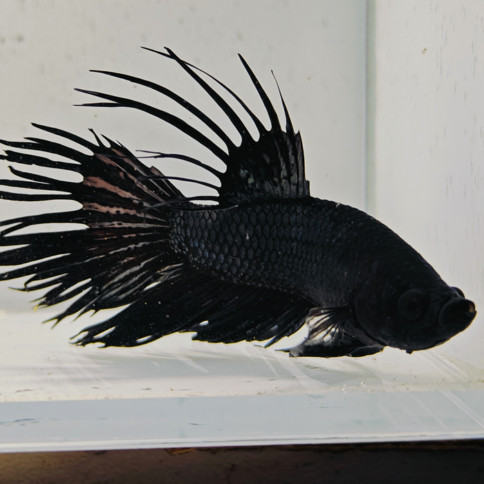 betta splendens man