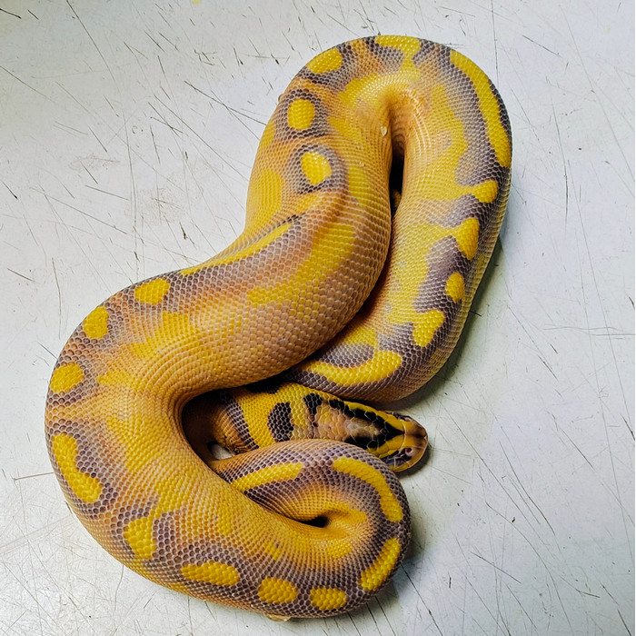 Python regius