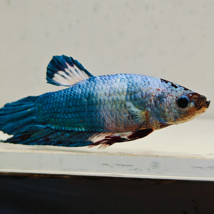 betta splendens man