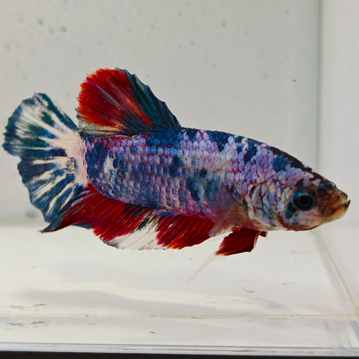 betta splendens man