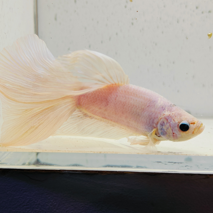 betta splendens man