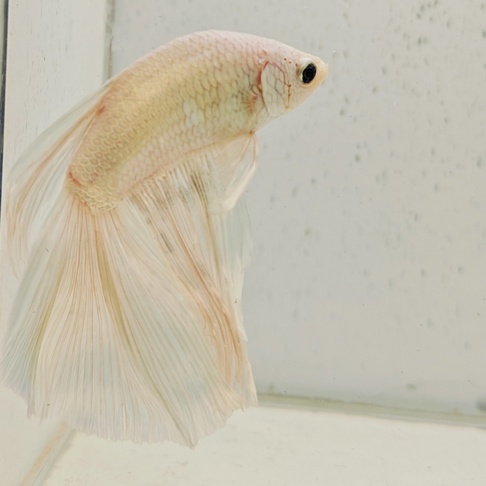 betta splendens man