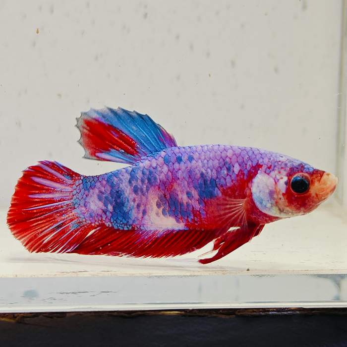 betta splendens man