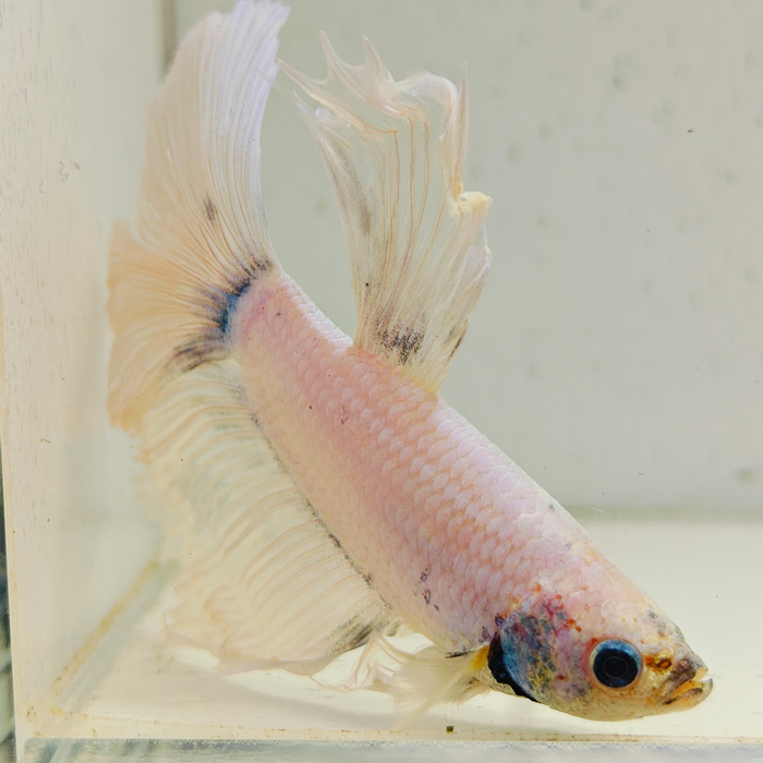 betta splendens man