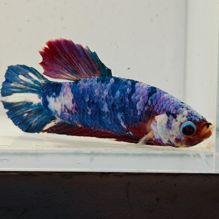 betta splendens man