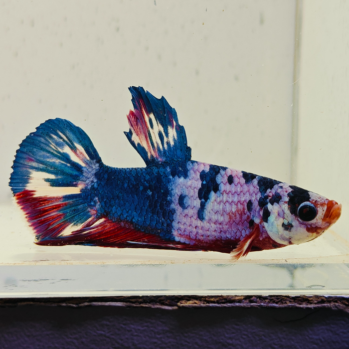 betta splendens man