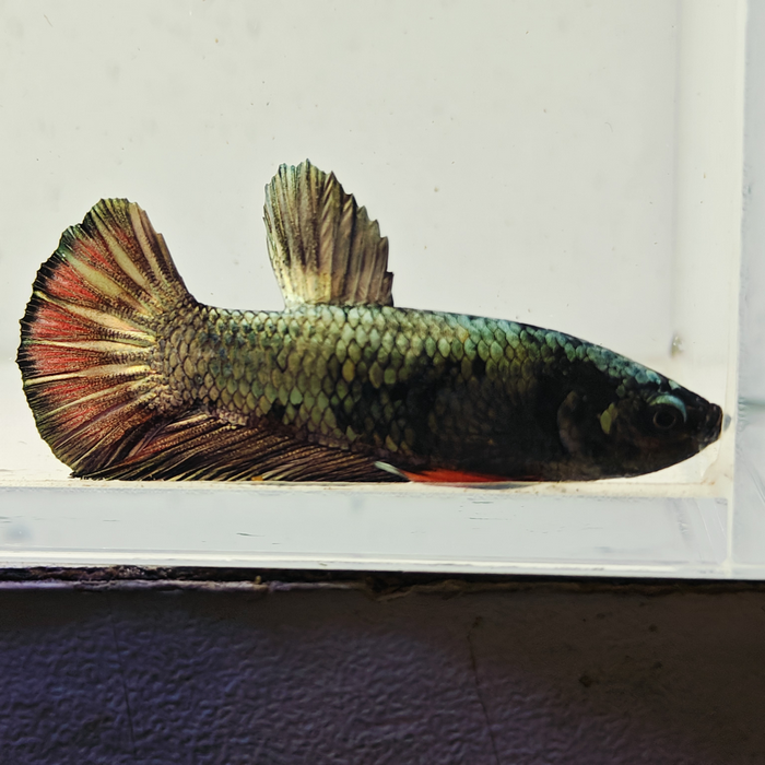 betta splendens man