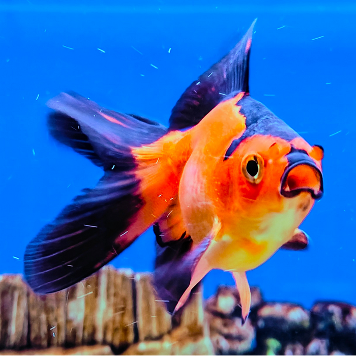 carrasius auratus (ryukin rood/zwart)