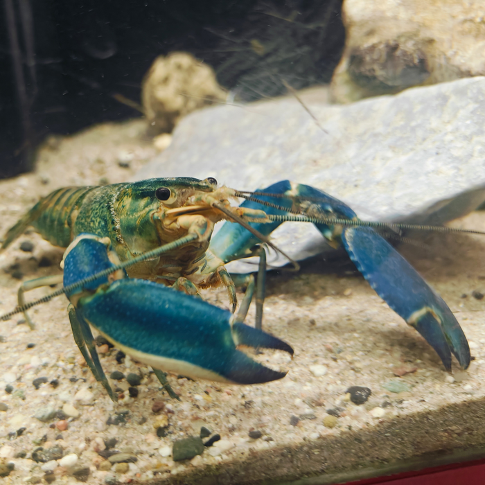 Cherax boesemanni (Blue Hammer)