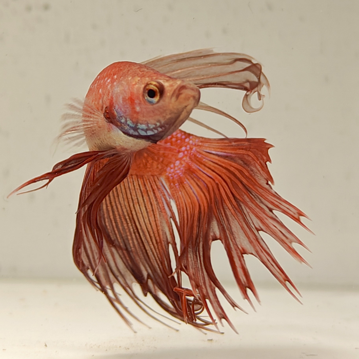 betta splendens man
