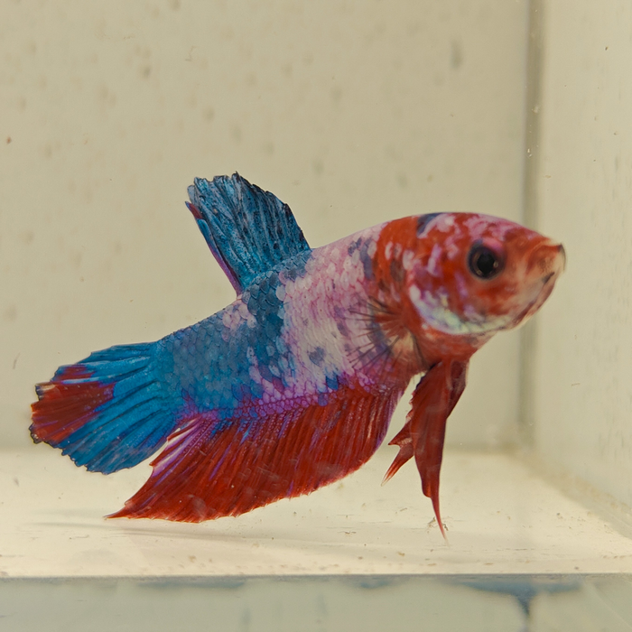 betta splendens man