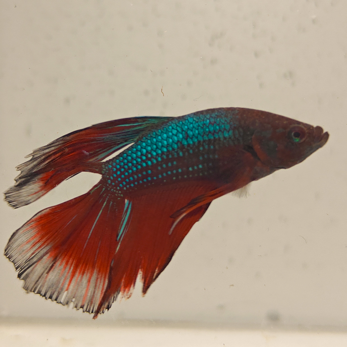 betta splendens man