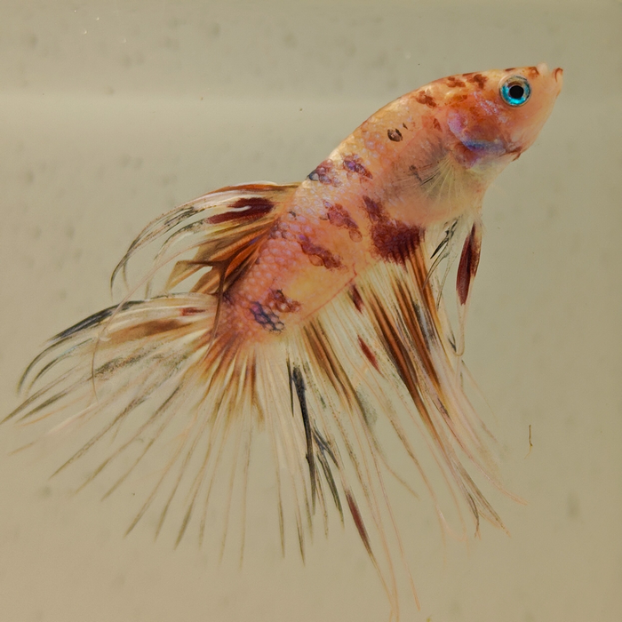 betta splendens man
