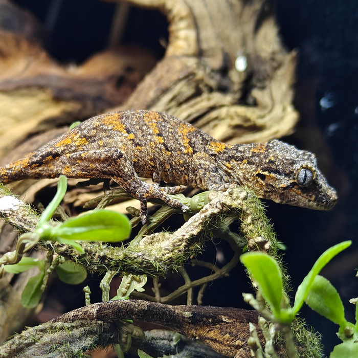 Rhacodactylus auriculatus