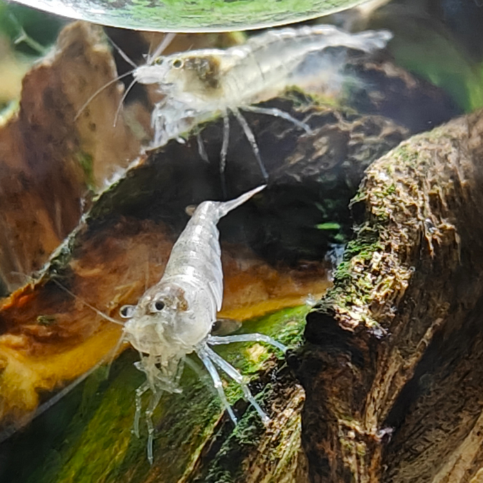 Caridina pareparensis parvidentata