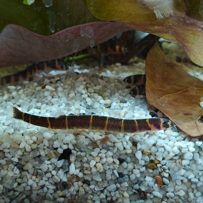 Acanthopthalmus myersi