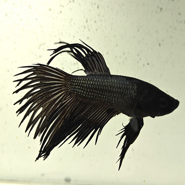 betta splendens man