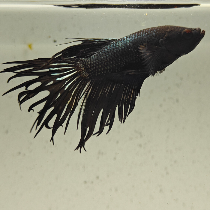 betta splendens man