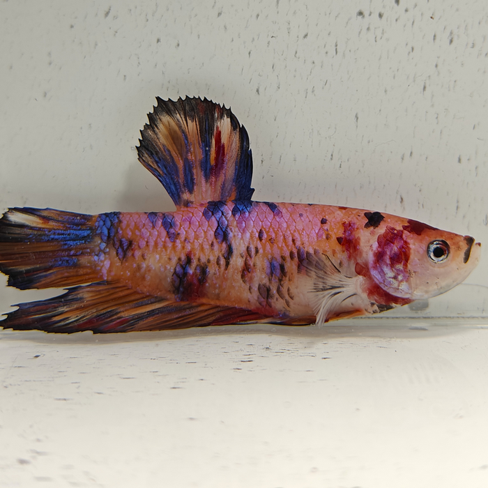 betta splendens man