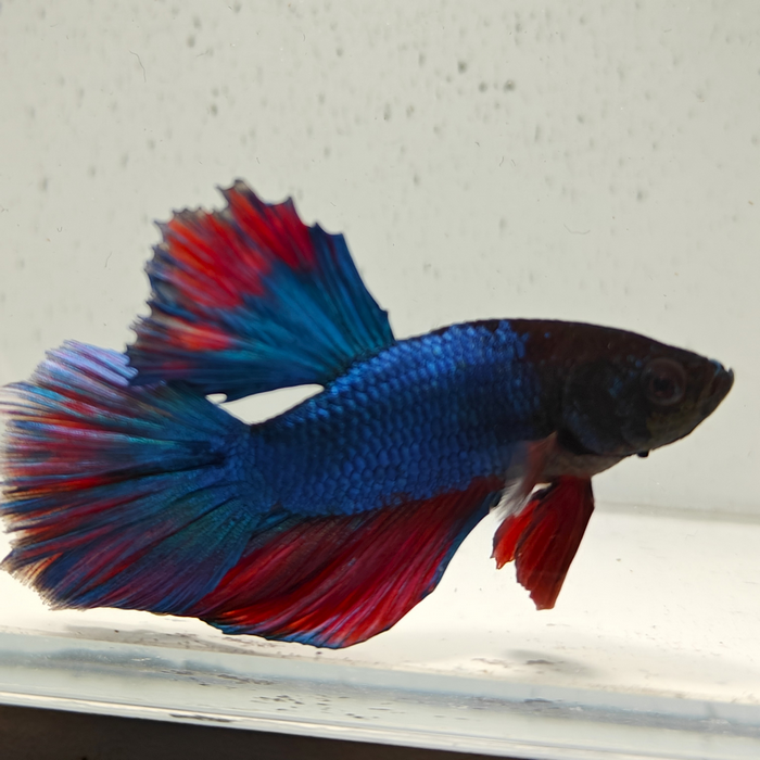 betta splendens man