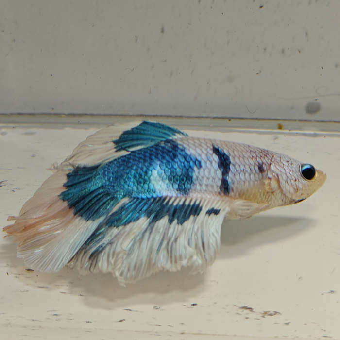 betta splendens man
