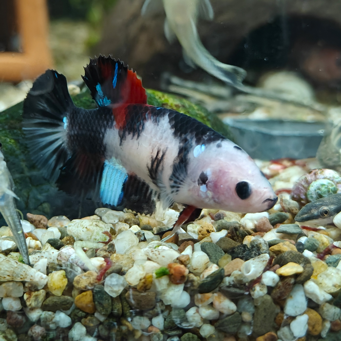 Betta splendens (vrouw) LT koi