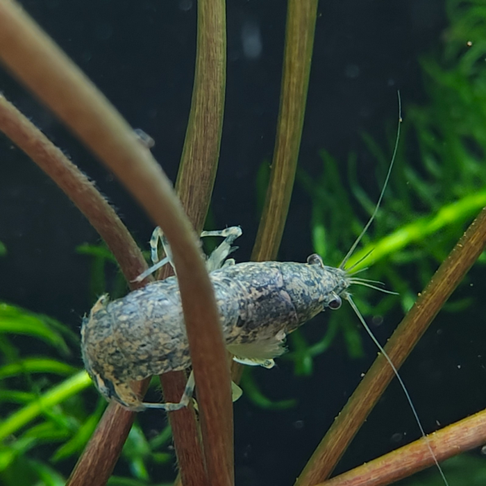 Cambarellus shuffeldti