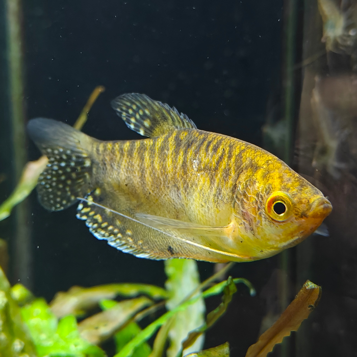 trichogaster trichopterus