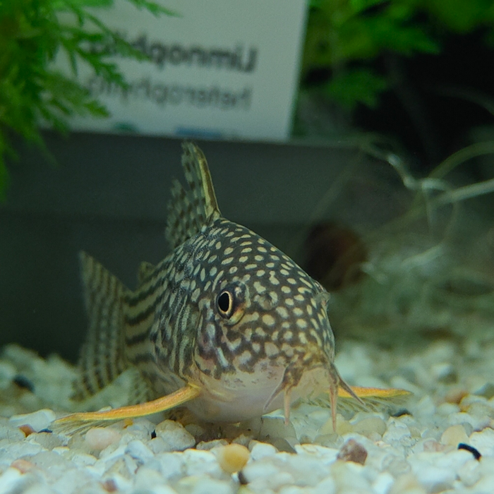 Corydoras sterbai