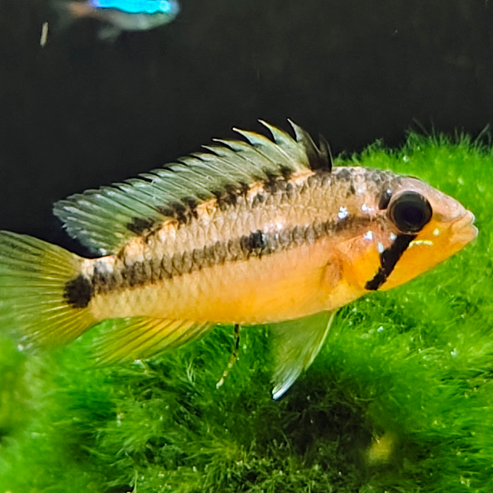 Apistogramma atahualpa