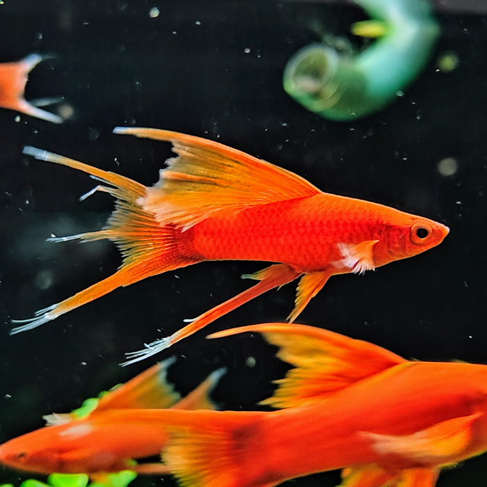 Xiphophorus helleri (Rood Hoogvin)