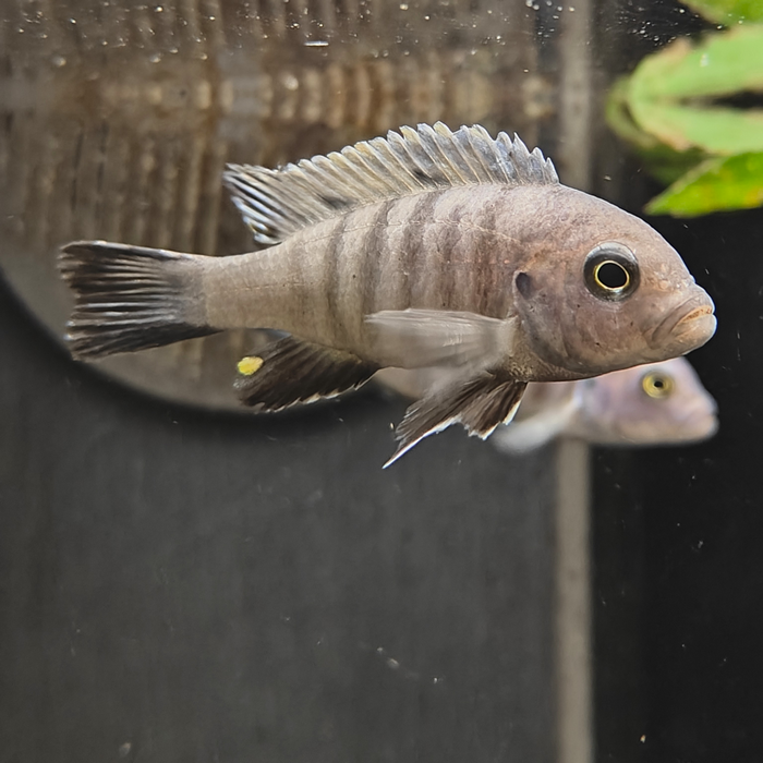 Cynotilapia afra