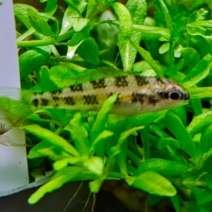 Dicrossus filamentosa