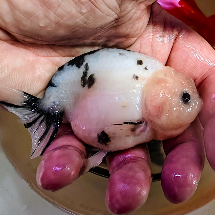 Ranchu Cow