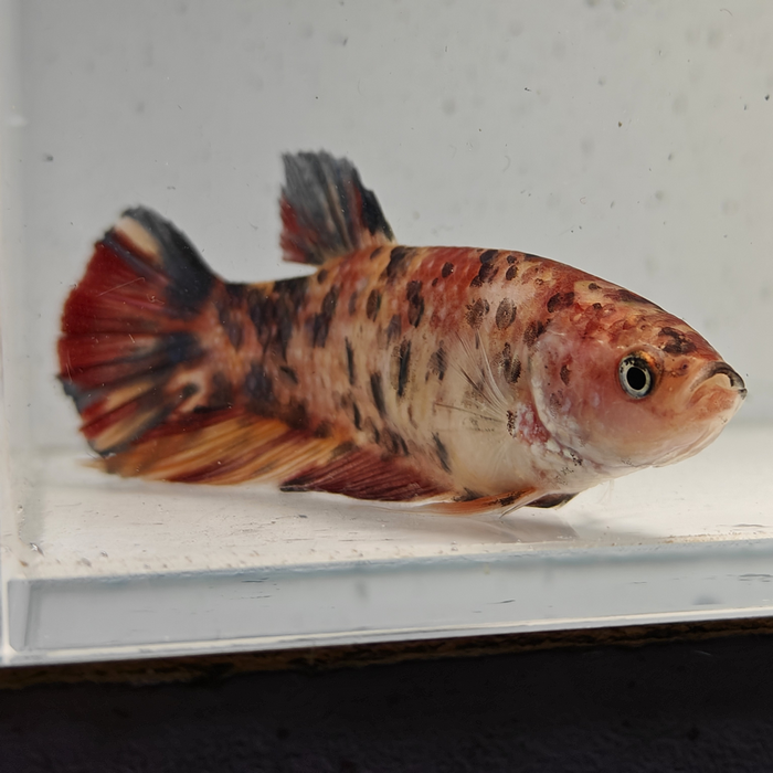 betta splendens vrouw