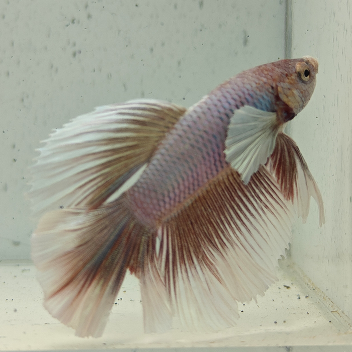 betta splendens man