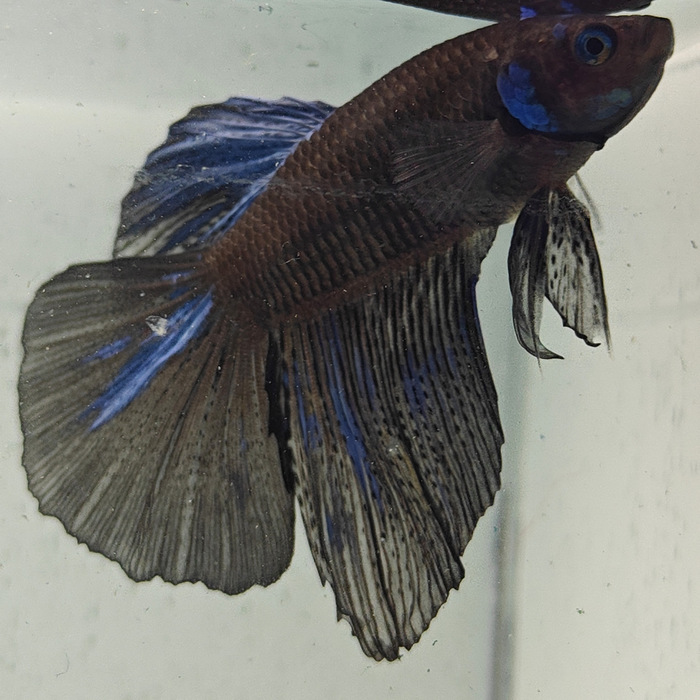 betta splendens man