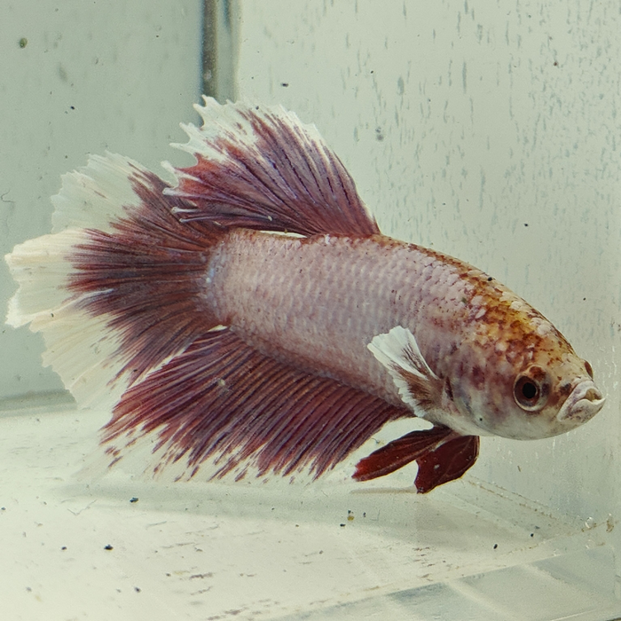 betta splendens man
