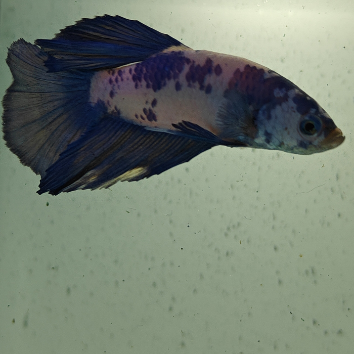 betta splendens man