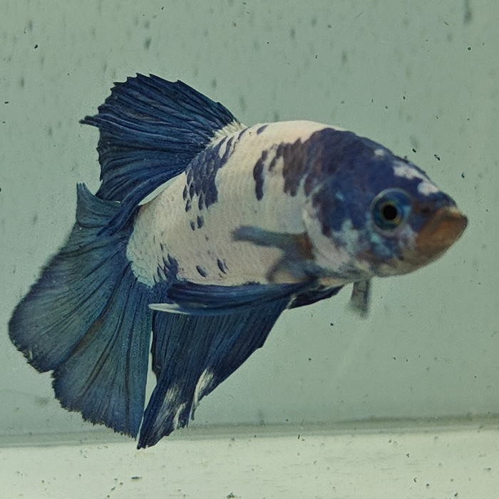 betta splendens man