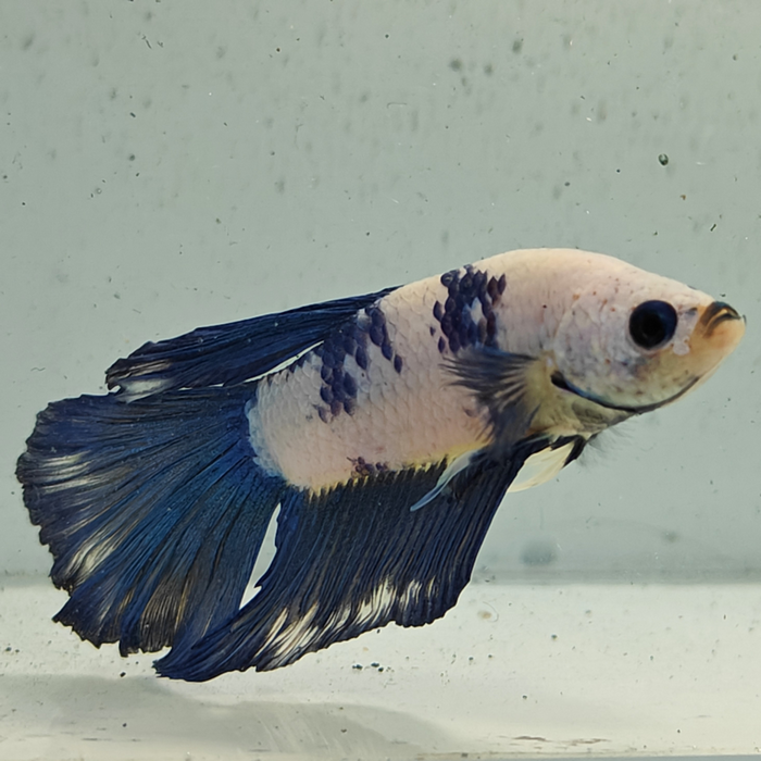 betta splendens man