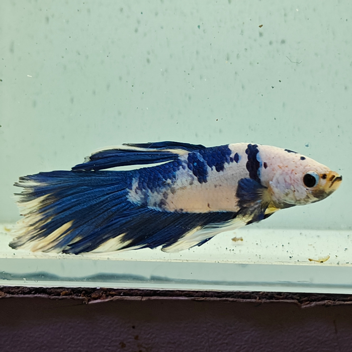 betta splendens man